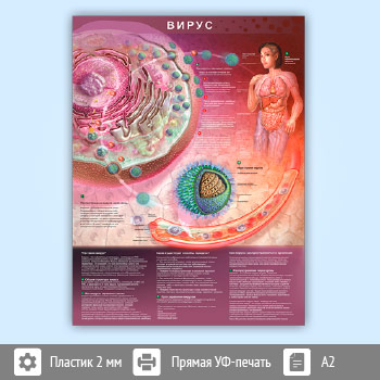 Плакат «Вирус» (М-29, пластик 2 мм, А2, 1 лист)